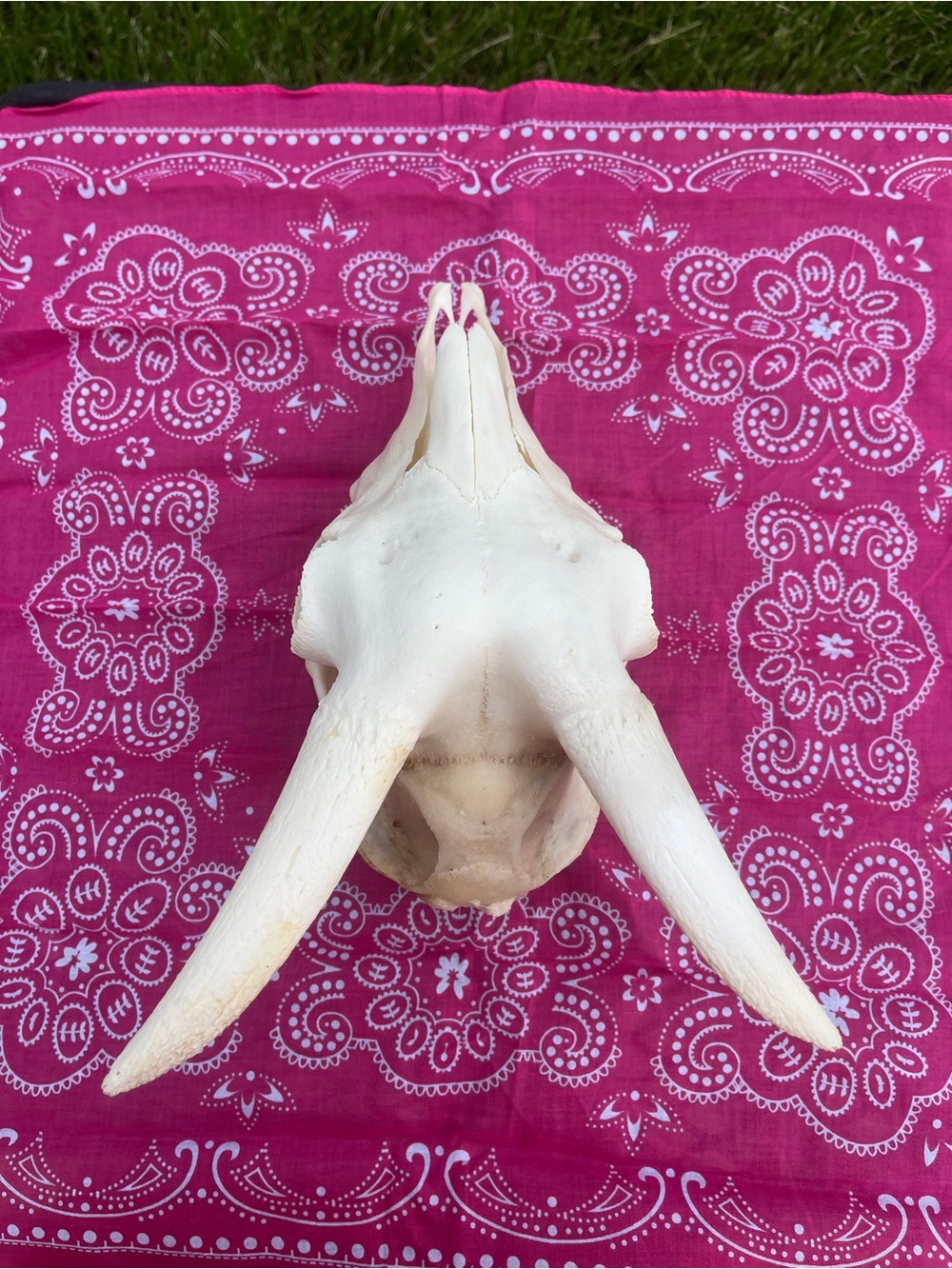Goat Skull with Original Horns - Animal Bones - Taxidermy - Blue Bandana - Picture 8 of 11
